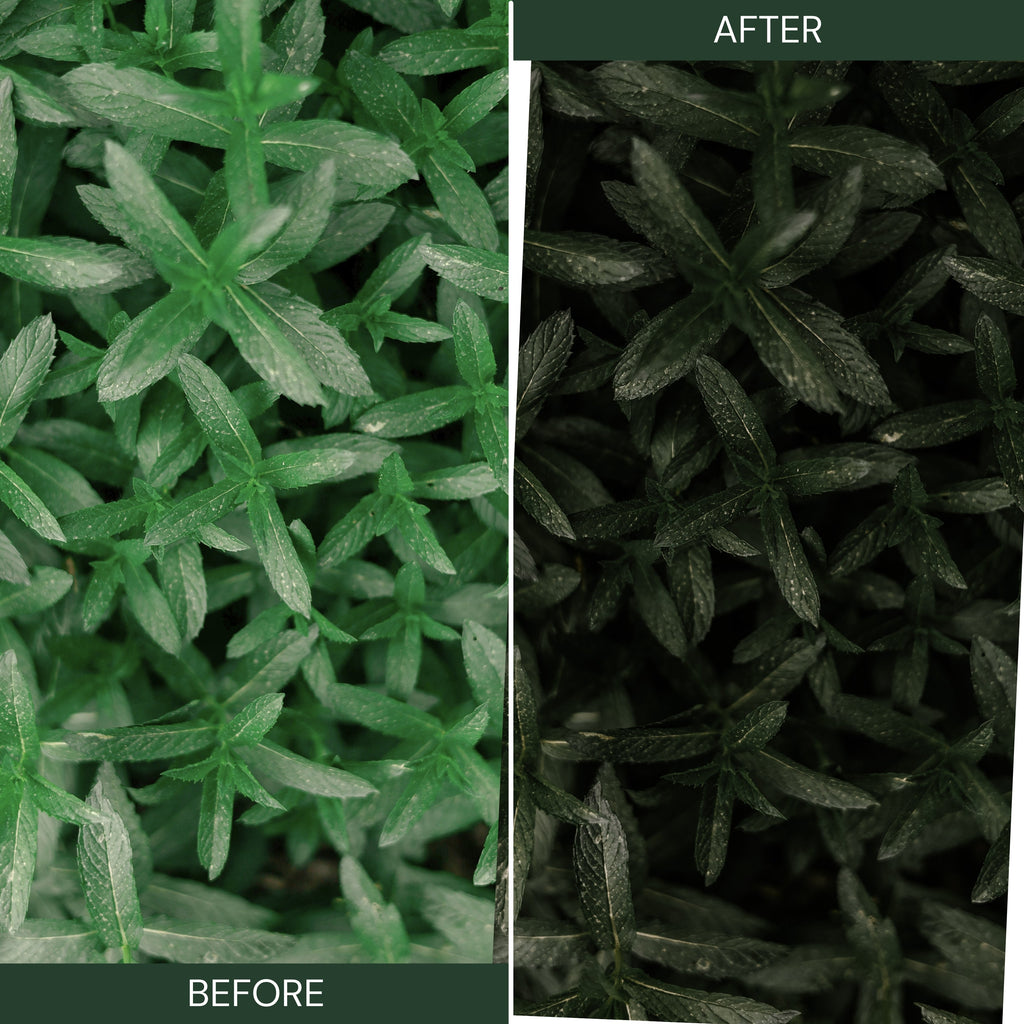 MOODY GREEN LUTs (MOBILE & DESKTOP)