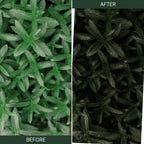 MOODY GREEN LUTs (MOBILE & DESKTOP)