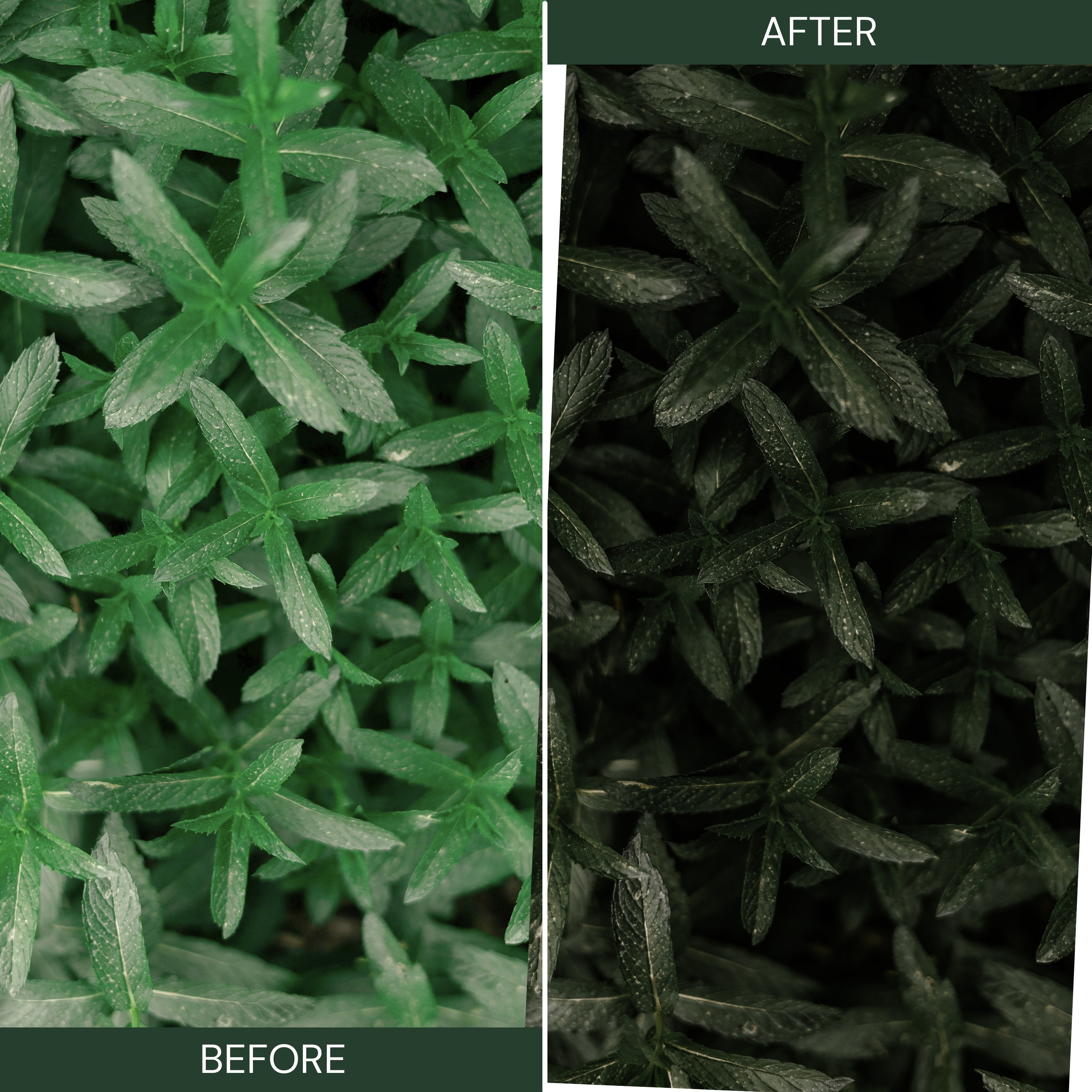 MOODY GREEN LUTs (MOBILE & DESKTOP)